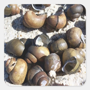 Fresh Water Snail Shells Square Sticker