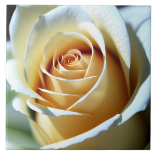 Fresh White Rose Ceramic Tile