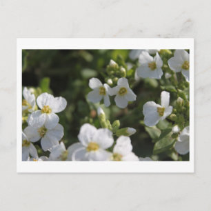 Fresh white summer garden flowers and green leaves postcard
