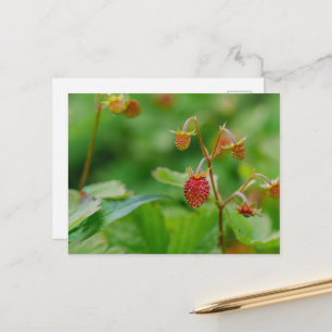Fresh Wild Strawberry Green And Red Garden Photo Postcard