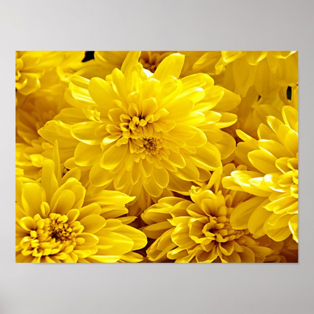 Fresh Yellow flowers Close up  Poster (Front)