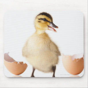 Freshly hatched chick beside broken egg shell mouse pad