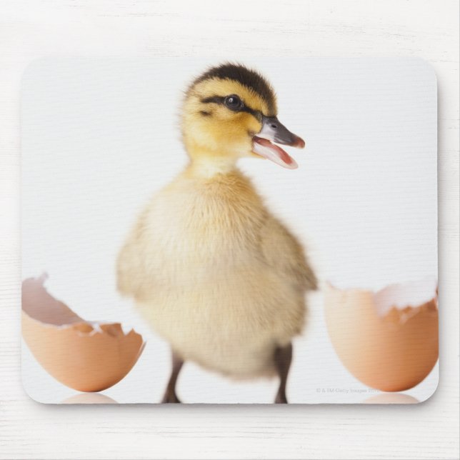 Freshly hatched chick beside broken egg shell mouse pad (Front)