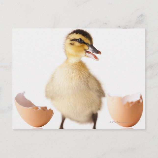 Freshly hatched chick beside broken egg shell postcard (Front)