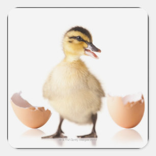 Freshly hatched chick beside broken egg shell square sticker