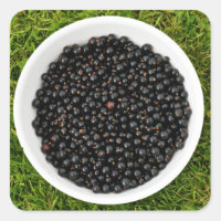 Freshly Picked Blackcurrants