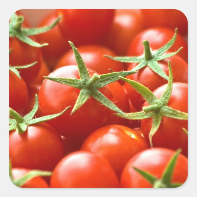 Freshly Picked Cherry Tomatoes Square Sticker (Front)