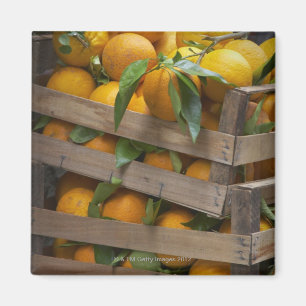freshly picked oranges magnet