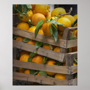 freshly picked oranges poster