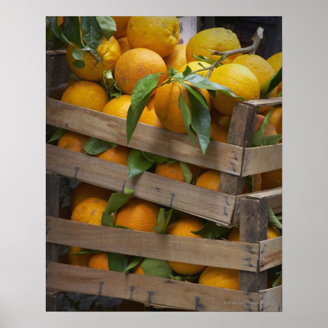 freshly picked oranges poster (Front)