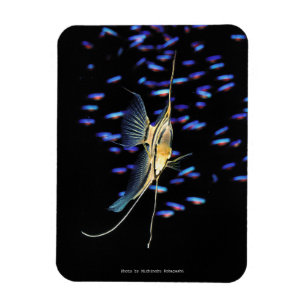 Freshwater Angelfish + Cardinal Tetras Magnet