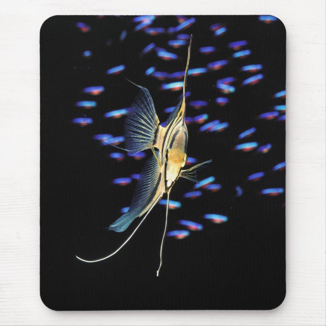 Freshwater Angelfish + Cardinal Tetras Mouse Pad (Front)