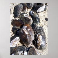 Freshwater Clam Shells