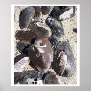 Freshwater Clamshells Beachy Sand Poster