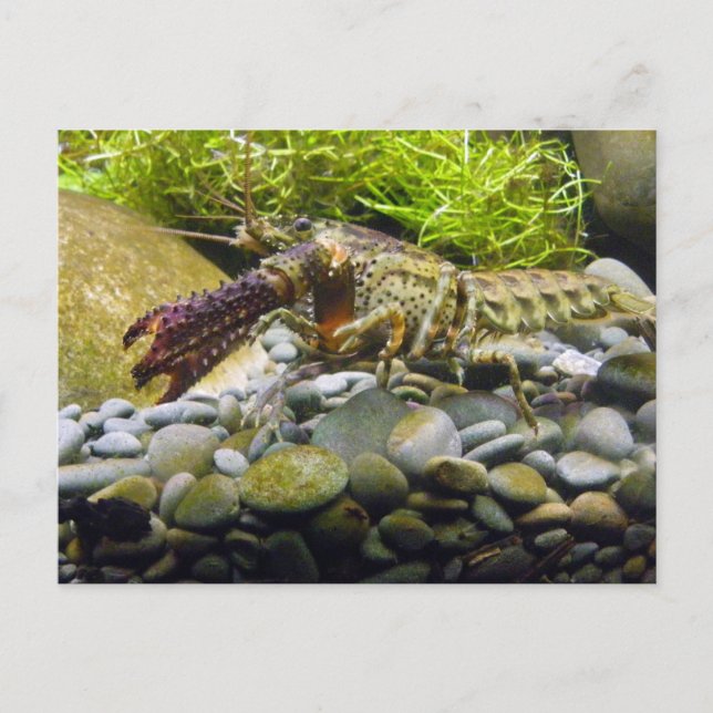 Freshwater crayfish postcard (Front)