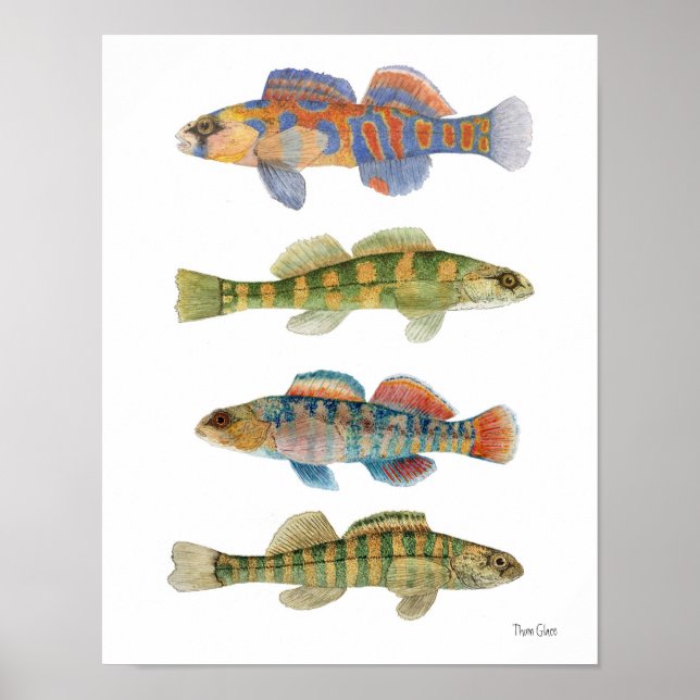 Freshwater Darters Art Poster (Front)