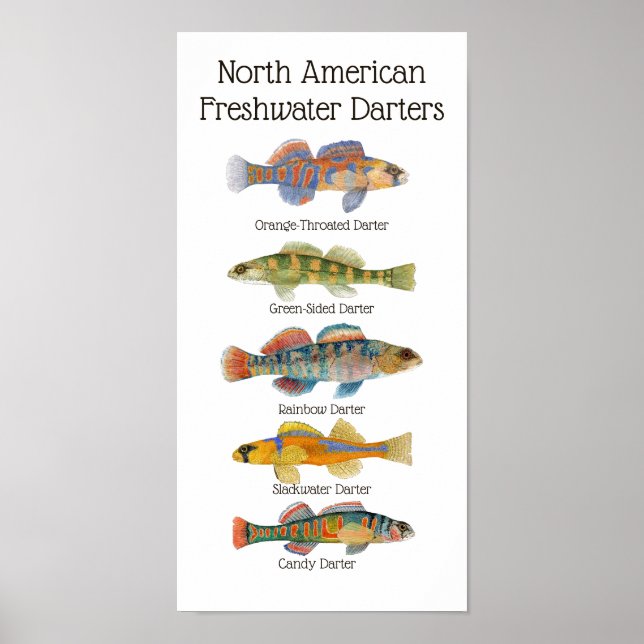 Freshwater Darters Art Poster (Front)