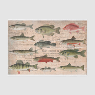 Freshwater Fish of North America Decoupage  Tissue Paper