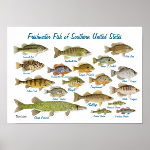 Freshwater Fish of Southern United States Poster