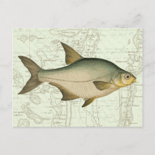Freshwater Fish on Map Postcard