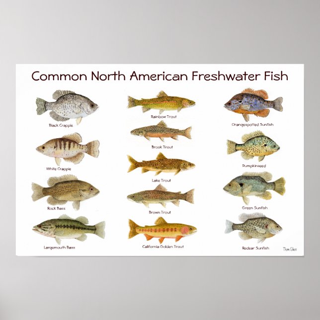 Freshwater Fish Poster (Front)