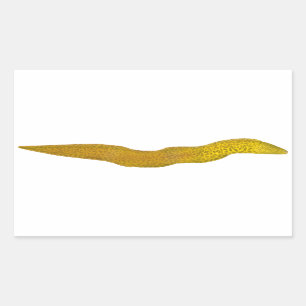 Freshwater Moray Rectangular Sticker