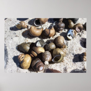 Freshwater Snailshells (textured) Poster