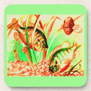 freshwater sunfish coaster