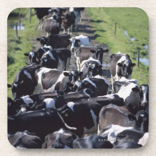 Fresian Dairy Cows, Awaiting Milking, Co Laois, Coaster