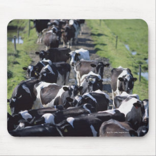 Fresian Dairy Cows, Awaiting Milking, Co Laois, Mouse Pad