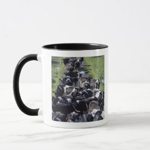 Fresian Dairy Cows, Awaiting Milking, Co Laois, Mug