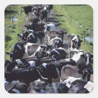 Fresian Dairy Cows, Awaiting Milking, Co Laois,