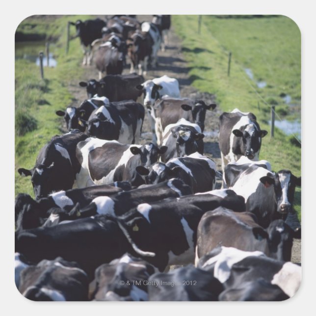 Fresian Dairy Cows, Awaiting Milking, Co Laois, Square Sticker (Front)