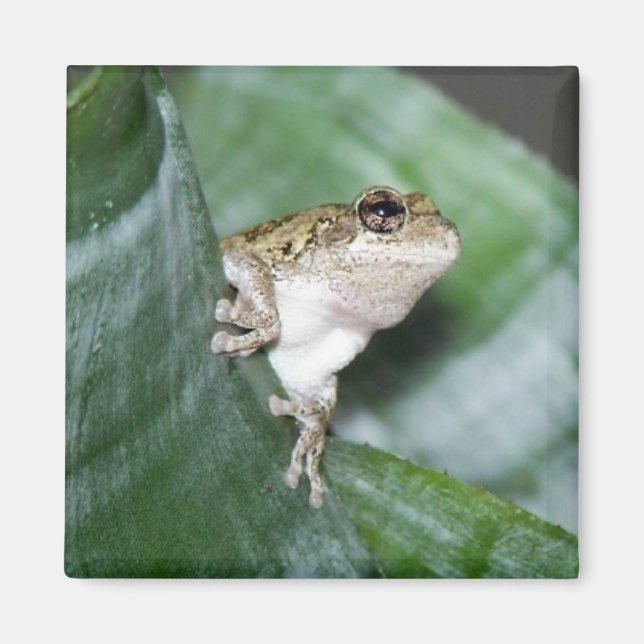 'Fridge Frog Magnet (Front)