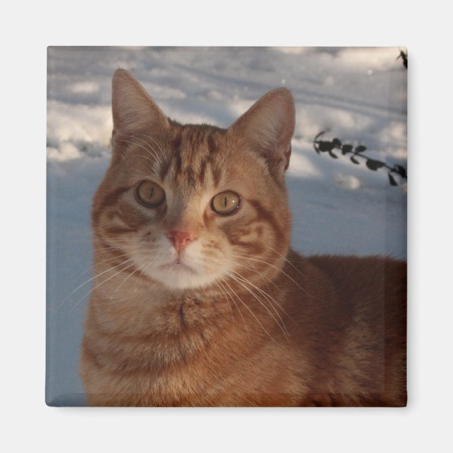 Fridge Kitty Magnet (Front)