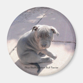 Fridge magnet of Blue Staffordshire Bull Terrier