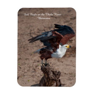 Fridge Magnet of Fish Eagle taking flight