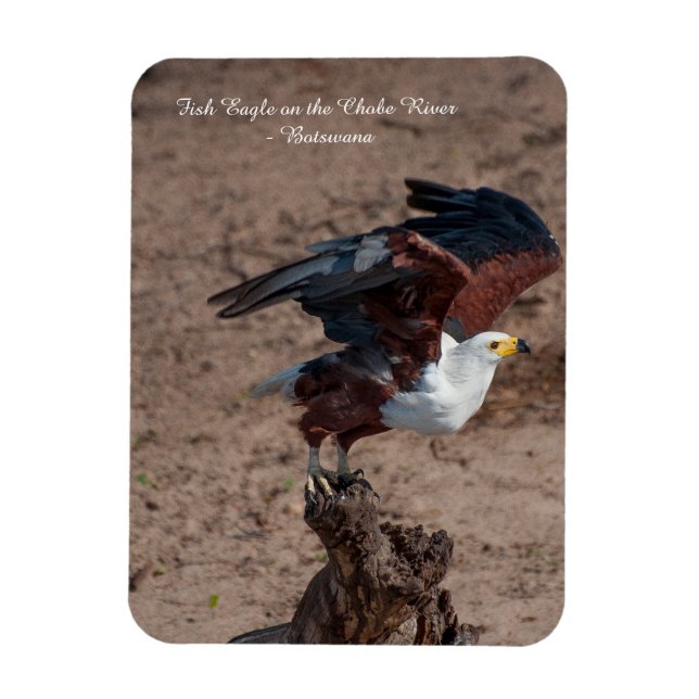 Fridge Magnet of Fish Eagle taking flight (Vertical)