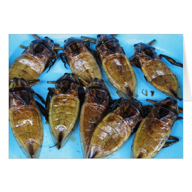 Fried Giant Water Bug (Maeng Daa) ... Asian Food (Front Horizontal)