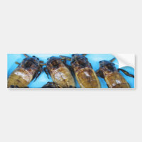 Fried Giant Water Bug (Maeng Daa) ... Asian Food
