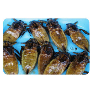 Fried Giant Water Bug (Maeng Daa) ... Asian Food Magnet