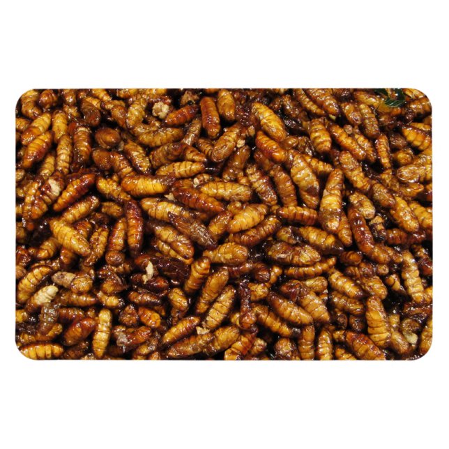 Fried Silk Worms ... Thai Street Food Magnet (Horizontal)