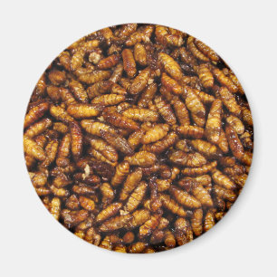 Fried Silk Worms ... Thai Street Food Magnet