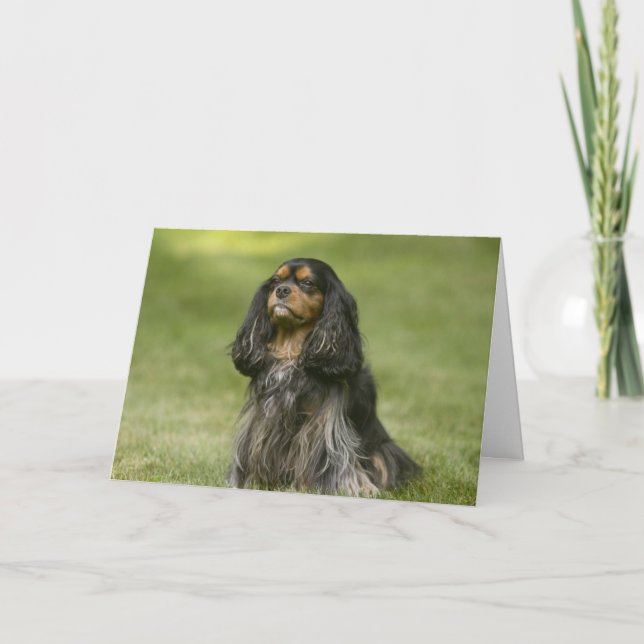 Friend Like You Cavalier King Charles Spaniel Card (Front)