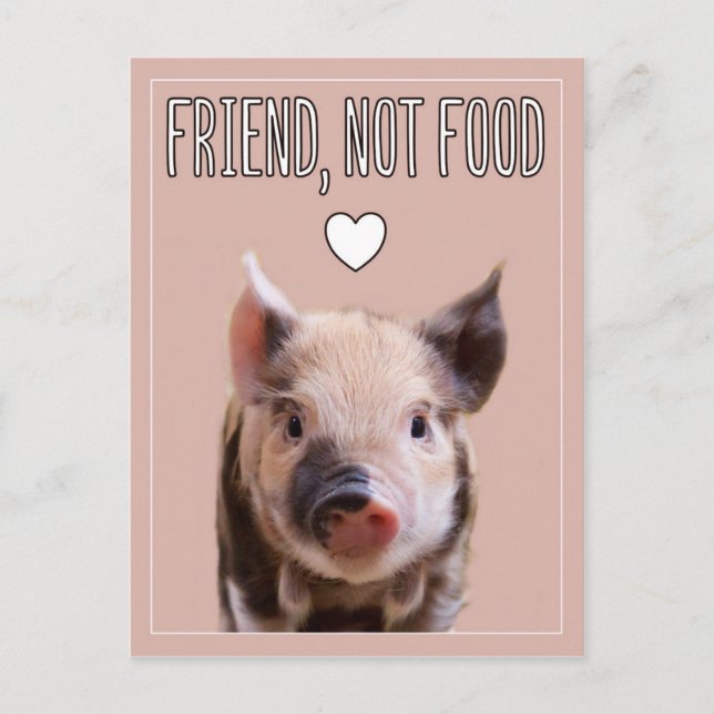 "Friend, not food" pink with cute piglet vegan Postcard (Front)