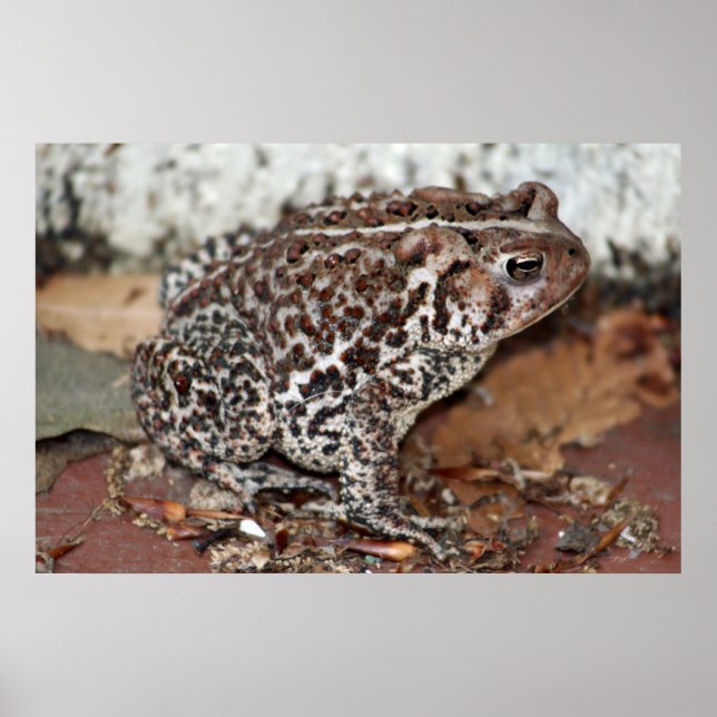 Friend or Frog Poster (Front)