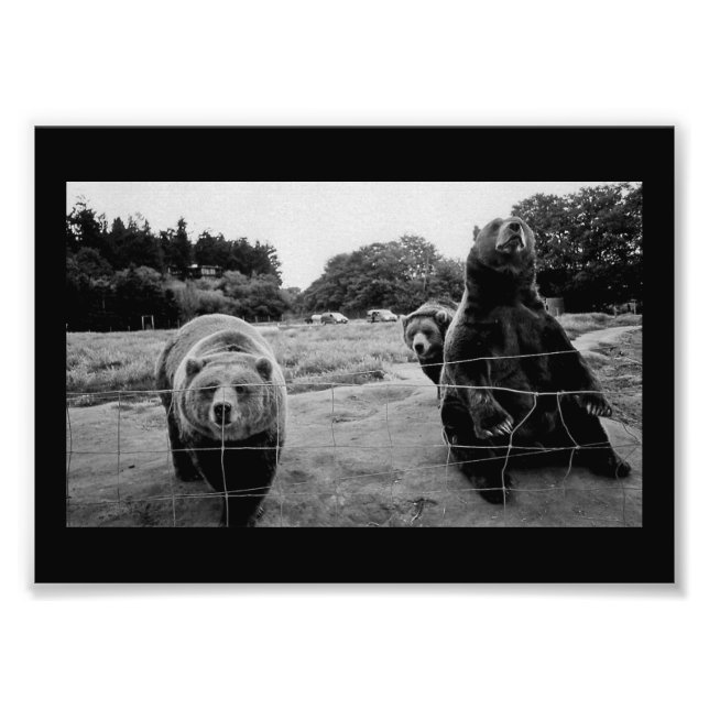 Friendly Bears Photo Print (Front)