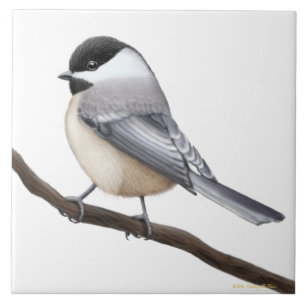 Friendly Black Capped Chickadee Bird Tile