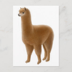 Friendly Brown Alpaca Postcard