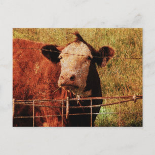 Friendly Cow Postcard